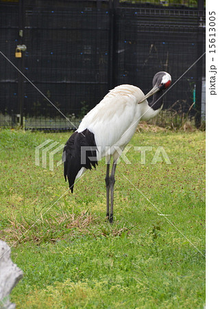 タンチョウヅル 葛西臨海水族館 鳥類園 東京都江戸川区臨海町6 2 3 の写真素材