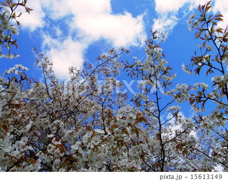 桜と空 15613149