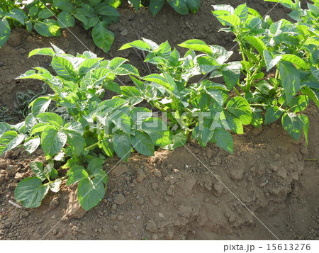 植えつけから約90日と、比較的短期間で収穫できるジャガイモ。 15613276