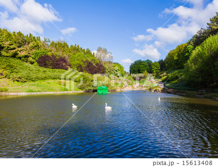 lake with white swans lake with white swans 15613408