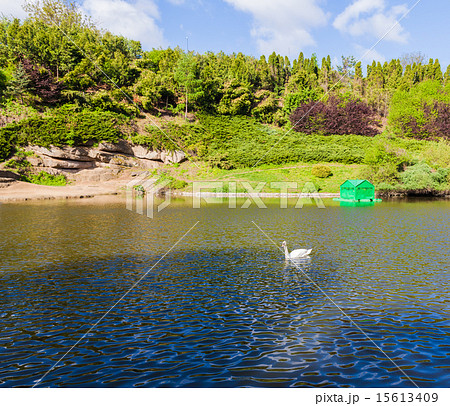 forest lake with white swans forest lake with white swans 15613409