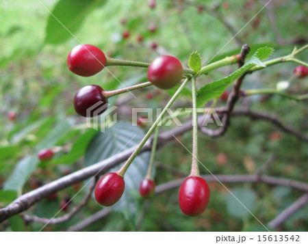 さくらんぼ 15613542