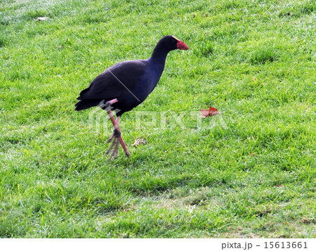 公園を歩く飛べない鳥のプケコ鳥2 公園を歩く飛べない鳥のプケコ鳥2 15613661