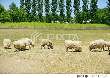 滋賀農業公園ブルーメの丘 滋賀農業公園ブルーメの丘 15613696