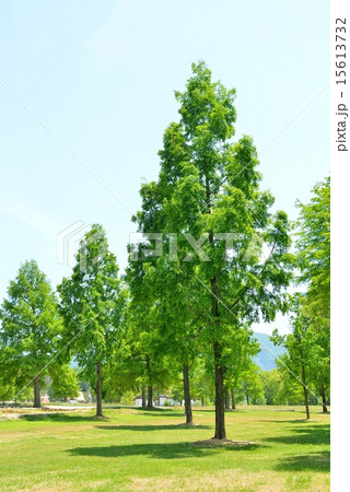 滋賀農業公園ブルーメの丘 滋賀農業公園ブルーメの丘 15613732