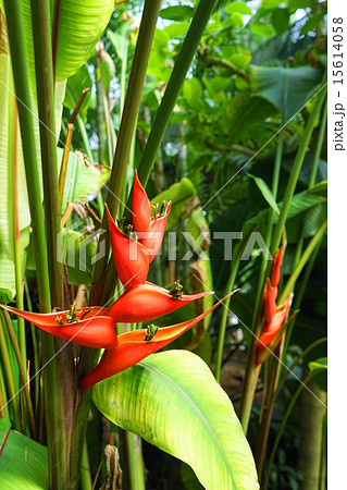 5月花 熱帯植物ヘリコニア ロストラタ バショウ科27の写真素材