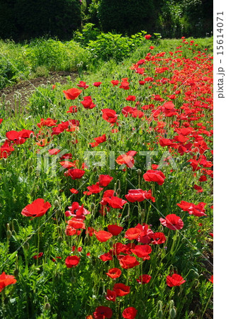 5月花　シャーレーポピー・ケシ科67 15614071