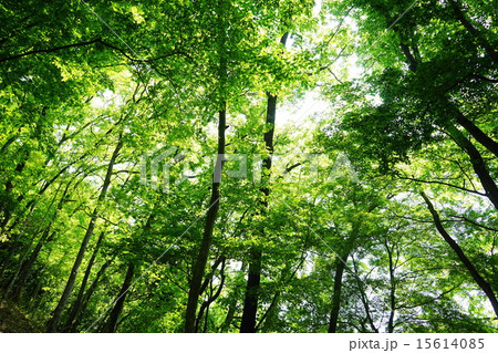 5月葉 新緑の樹木15萌黄色の若葉の写真素材