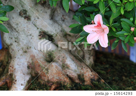 サツキの名木 15614293