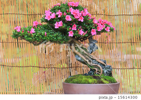 サツキの名木の写真素材 [15614300] - PIXTA