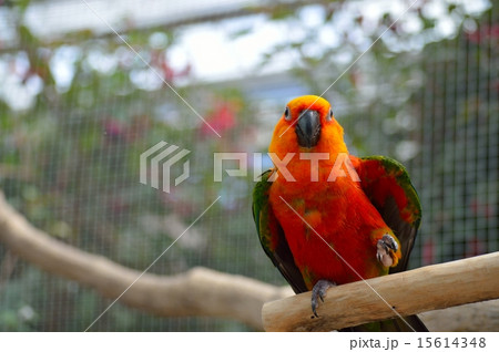 コガネメキシコインコ 15614348