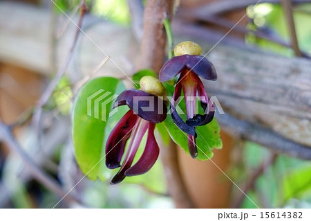 トビカズラの花 トビカズラの花 15614382