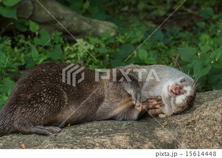 ユーラシアカワウソ 15614448