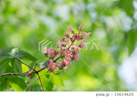ベニバナトチノキ 15614620