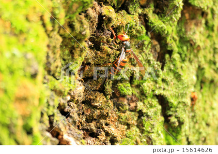 オオスズメバチ 15614626