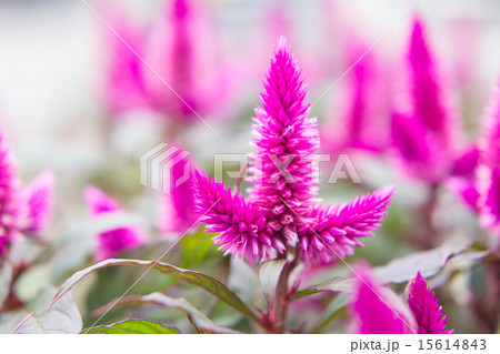 セロシア 15614843