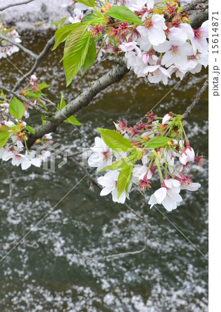 さくら さくら 15614871