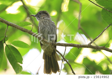 マレー半島の鳥・ミヤマヒヨドリ 15614902