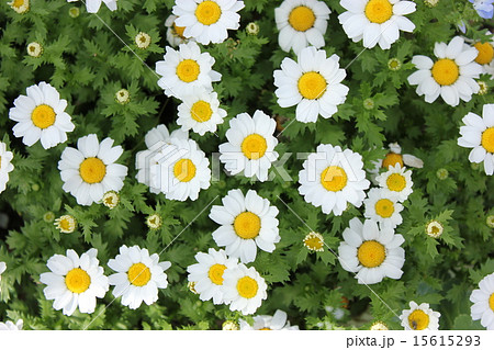 ノースポール 白い小花の写真素材
