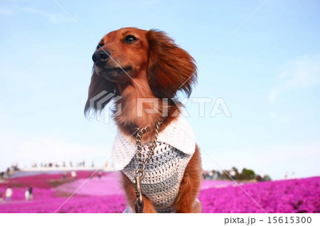 カニヘンダックスフント カニヘンダックスフント 15615300