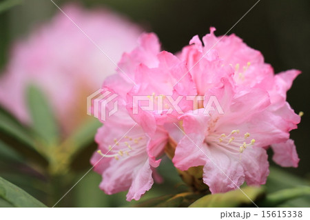しゃくなげの花 しゃくなげの花 15615338