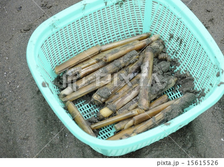 潮干狩りのマテ貝 潮干狩りのマテ貝 15615526