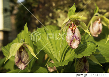 クマガイソウの花 クマガイソウの花 15615538