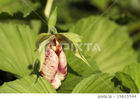 クマガイソウの花 クマガイソウの花 15615544