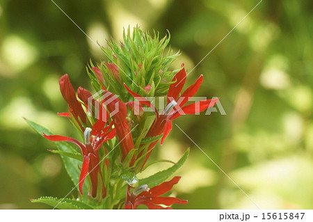 サワギキョウ サワギキョウ 15615847