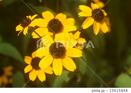 宿根ヒマワリ 15615848
