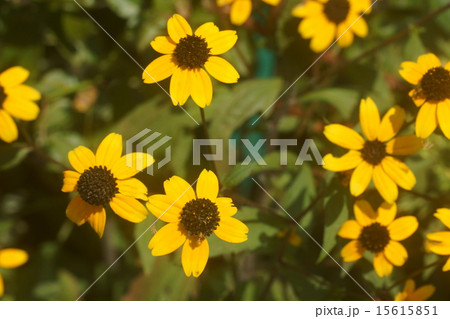 宿根ヒマワリ 宿根ヒマワリ 15615851