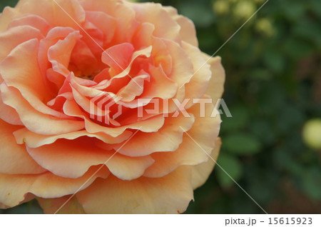 大輪バラ サーモンピンクの写真素材