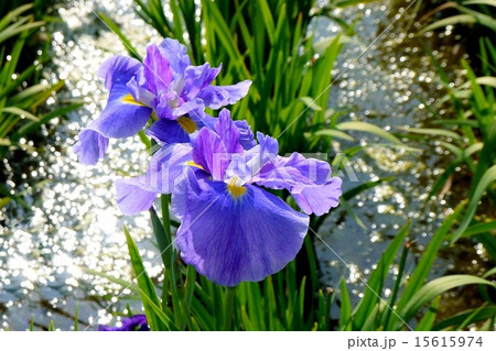 小岩菖蒲園の花菖蒲 小岩菖蒲園の花菖蒲 15615974