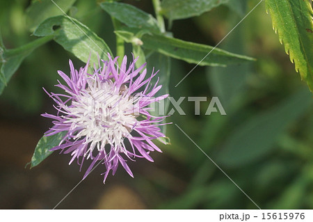 セントウレア 15615976