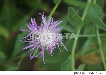 セントウレア 15615977