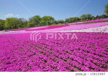 一面に咲く芝桜（埼玉 羊山公園） 15615997