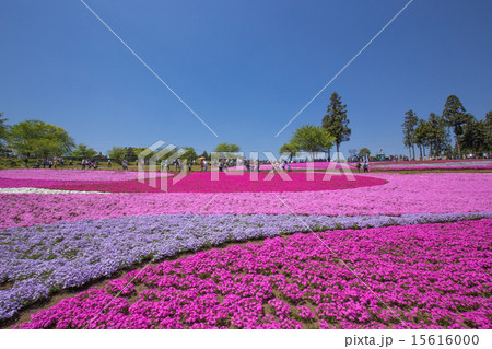 一面に咲く芝桜（埼玉 羊山公園） 15616000