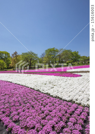 一面に咲く芝桜(埼玉 羊山公園) 一面に咲く芝桜(埼玉 羊山公園) 15616003