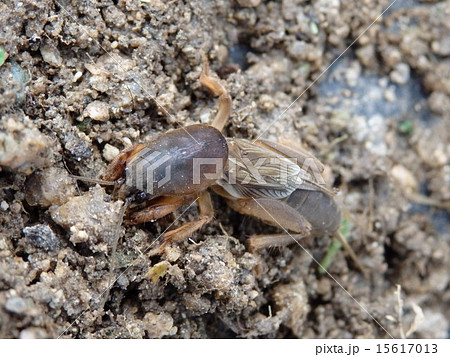 ケラ（螻蛄） 15617013