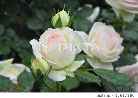 白いバラ 白いバラ 15617386