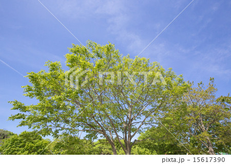 新緑と大木 新緑と大木 15617390