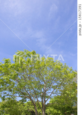 新緑と大木 15617391