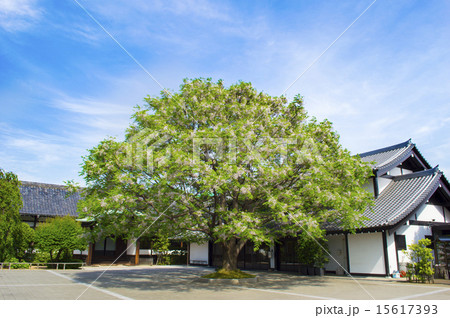吉祥寺のセンダン 15617393