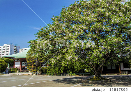 吉祥寺のセンダン 15617396