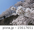 桜咲く金沢城 15617651