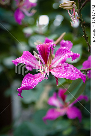 Hibiscus flower with droplets 15617742