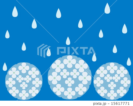 あじさい 雨 しずく あじさい 雨 しずく 15617771