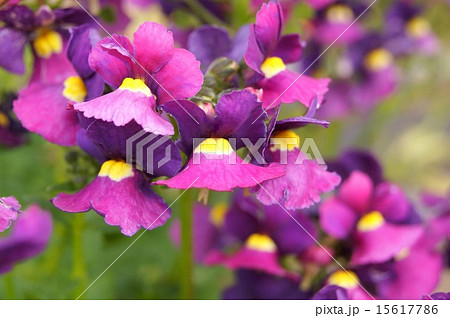 満開！ネメシア「アゲハ」 15617786