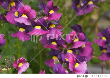 満開!ネメシア「アゲハ」 満開!ネメシア「アゲハ」 15617789