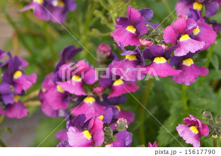 満開！ネメシア「アゲハ」 15617790